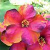FHIB27 : HIBISCUS27 (13 CM) - Image 3