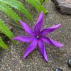 FTIA10T : TIARE10T (11 CM) - Image 3