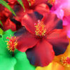 FHIB30 : HIBISCUS30 (7.5 CM & 11 CM) - Image 2