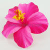 FHIB30 : HIBISCUS30 (7.5 CM & 11 CM)