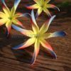 FTIA10T : TIARE10T (11 CM) - Image 4