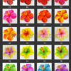 FHIB30 : HIBISCUS30 (7.5 CM & 11 CM) - Image 4