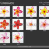 FPLU82NI : PLUMERIA82NI (14 CM) - Image 2