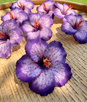 hibiscus 15