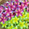 FPLU130 : PLUMERIA130 (8 CM) - Image 2