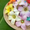 FPKK6 : PUA KENI KENI6 (7 CM) - Image 3