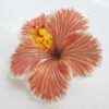 FHIB10FI : HIBISCUS10FI (10 CM)