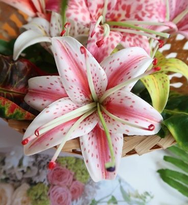 FLILY16TI: LILY16TI (13 CM)