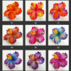 FHIB36 : HIBISCUS36 (11.5 CM) - Image 5