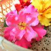 FHIB37 : HIBISCUS37 (11 CM) - Image 3