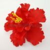 FHIB37 : HIBISCUS37 (11 CM)