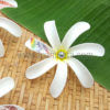 FTIA10AH-P : TIARE10AH-P (10 CM)