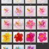 FHIB37 : HIBISCUS37 (11 CM) - Image 5