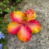 FHIB36 : HIBISCUS36 (11.5 CM) - Image 2