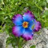 FHIB36 : HIBISCUS36 (11.5 CM)