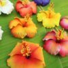 FHIB40 : HIBISCUS40 (8.5 cm) - Image 4