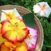 FHIB40 : HIBISCUS40 (8.5 cm) - Image 2