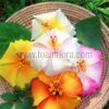 FHIB40 : HIBISCUS40 (8.5 cm) - Image 3
