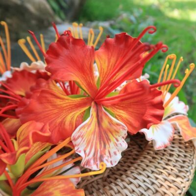 FOHI4GY: O HAI ALI'I4GY (10CM)