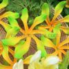 FTIA7 : TIARE7 (11.5 CM) - Image 7