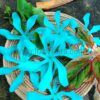 FTIA7 : TIARE7 (11.5 CM) - Image 5
