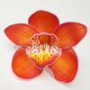 FCYM21NB: CYMBIDIUM21NB (10 CM)