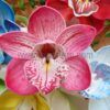 FCYM21NB: CYMBIDIUM21NB (10 CM) - Image 3