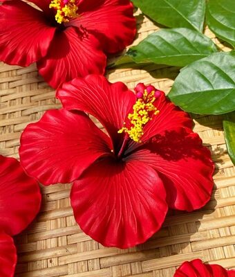 FHIB23: HIBISCUS23 (11 CM)