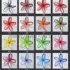 FPLU123SA : PLUMERIA123SA(9CM) - Image 2