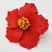 FHIB49 : HIBISCUS49(8.5)