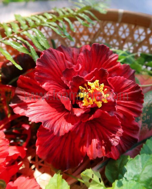 Red hibiscus hula flower