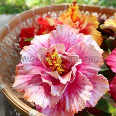 light pink double hibisucs hula flowers sei zoom