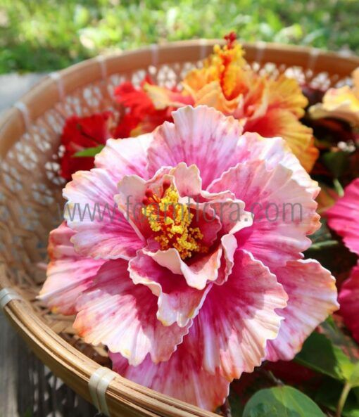 light pink double hibisucs hula flowers sei zoom