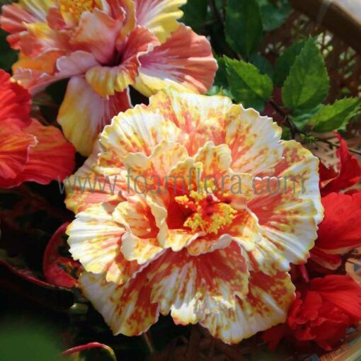 best seller hibiscus hawaii flower for hair