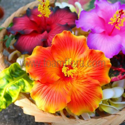 FHIB55 : HIBISCUS55 (11.5)