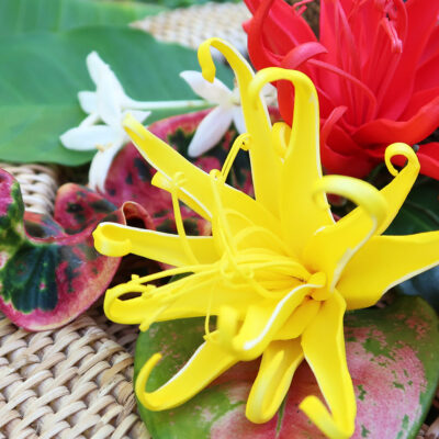 FYLA02 : YLANG YLANG02 (8.5CM)