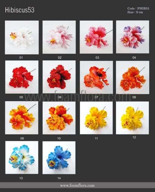 FHIB53 : HIBISCUS53 - Image 5