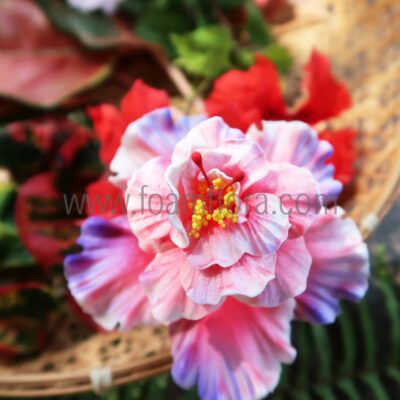FHIB53 : HIBISCUS53