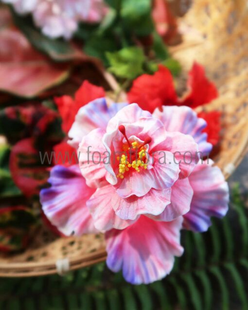 FHIB53 : HIBISCUS53
