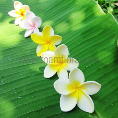 FPLU143 : PLUMERIA143 (5CM)