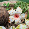 FPLU42PK : PLUMERIA42PK (8.5CM) - Image 2