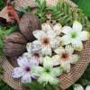 FPLU42PK : PLUMERIA42PK (8.5CM) - Image 4