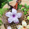 FPLU42PK : PLUMERIA42PK (8.5CM) - Image 3