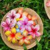 FPLU42RP : PLUMERIA42RP (8.5CM) - Image 4