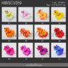 FHIB59 : HIBISCUS59 (8.5*8.5*9.5) - Image 2