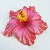 FHIB61DC : HIBISCUS61DC ( 11 CM )