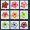 FHIB61DC : HIBISCUS61DC ( 11 CM ) - Image 4