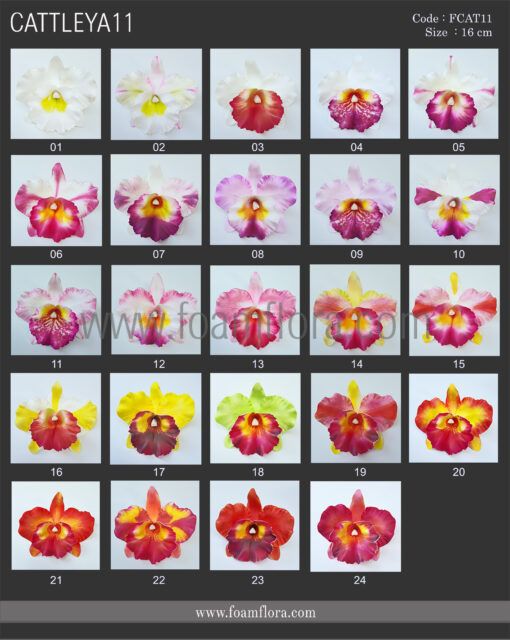 FCAT11 : CATTLEYA11 ( 16CM ) - Image 7