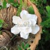 FGAR28: GARDENIA28 ( 9.5CM ) - Image 4