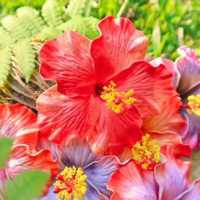 FHIB71BO : HIBISCUS71BO(10CM)